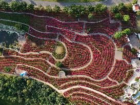 Tourists View Triangular Plum in Nanning
