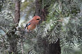 Eurasian Jay