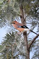 Eurasian Jay