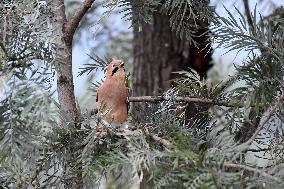 Eurasian Jay