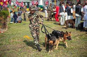 Kukur Tihar (Dog Festival) Celebrated In Nepal.