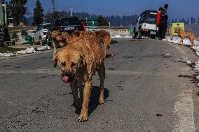 Daily Life In Gulmarg