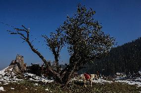 Daily Life In Gulmarg