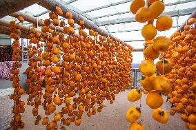 Persimmons Harvest in Huangshan
