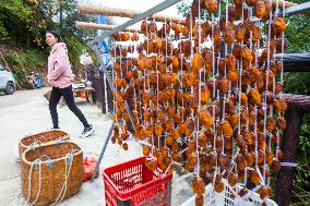 Persimmons Harvest in Huangshan