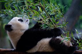 Chongqing Zoo