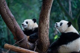 Chongqing Zoo