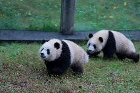 Chongqing Zoo