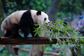 Chongqing Zoo