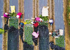 Villagers Plant Tea Seedlings in Anqing