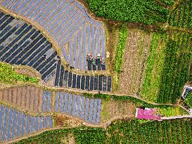 Villagers Plant Tea Seedlings in Anqing