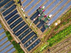 Villagers Plant Tea Seedlings in Anqing