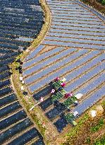 Villagers Plant Tea Seedlings in Anqing