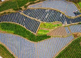 Villagers Plant Tea Seedlings in Anqing