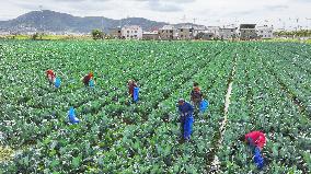 Farmers Pick Broccoli in Lianyungang
