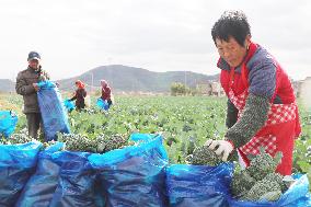 Farmers Pick Broccoli in Lianyungang