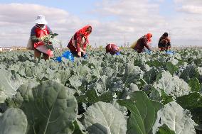 Farmers Pick Broccoli in Lianyungang