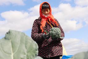 Farmers Pick Broccoli in Lianyungang