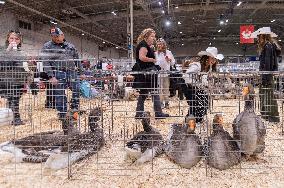 CANADA-TORONTO-ROYAL AGRICULTURAL WINTER FAIR-ANIMAL SHOW