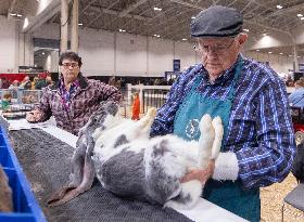 CANADA-TORONTO-ROYAL AGRICULTURAL WINTER FAIR-ANIMAL SHOW