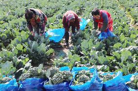 Farmers Pick Broccoli in Lianyungang