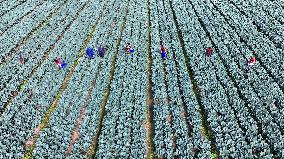 Farmers Pick Broccoli in Lianyungang