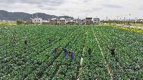 Farmers Pick Broccoli in Lianyungang