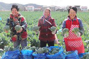 Farmers Pick Broccoli in Lianyungang