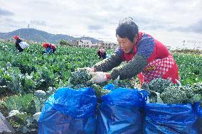 Farmers Pick Broccoli in Lianyungang