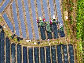 Villagers Plant Tea Seedlings in Anqing