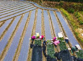 Villagers Plant Tea Seedlings in Anqing