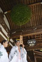 New cedar ball in western Japan shrine