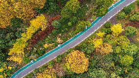 The Most Beautiful Forest Road in Guanshanhu Park in Guiyang