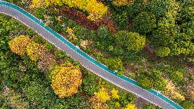 The Most Beautiful Forest Road in Guanshanhu Park in Guiyang