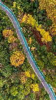 The Most Beautiful Forest Road in Guanshanhu Park in Guiyang