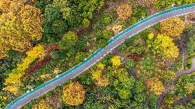 The Most Beautiful Forest Road in Guanshanhu Park in Guiyang