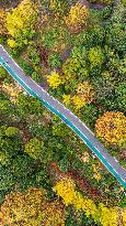 The Most Beautiful Forest Road in Guanshanhu Park in Guiyang