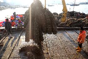 Oysters Harvest in Lianyungang