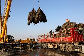 Oysters Harvest in Lianyungang