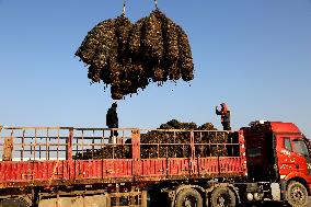 Oysters Harvest in Lianyungang