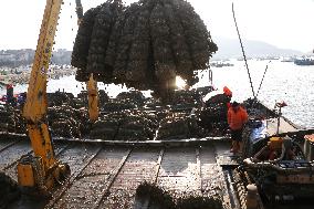 Oysters Harvest in Lianyungang