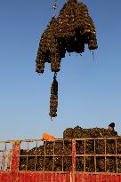 Oysters Harvest in Lianyungang