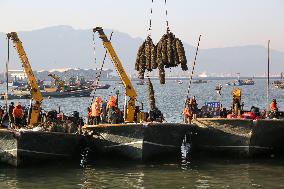 Oysters Harvest in Lianyungang