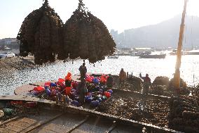 Oysters Harvest in Lianyungang