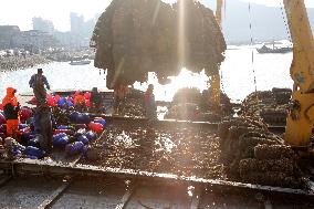 Oysters Harvest in Lianyungang