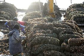 Oysters Harvest in Lianyungang