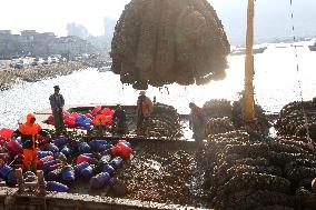 Oysters Harvest in Lianyungang