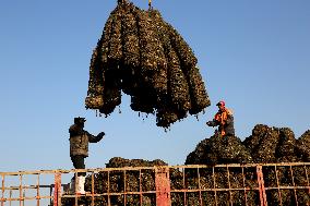 Oysters Harvest in Lianyungang