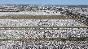 Xinhua Headlines: Xinjiang cotton -- the epitome of modern agriculture