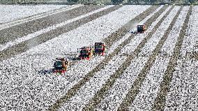 Xinhua Headlines: Xinjiang cotton -- the epitome of modern agriculture